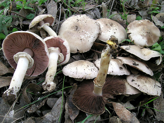 Agaricus xanthoderma / Azpibeltz tintausaina Perretxikoak